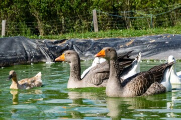 group of ganders and ducks on the water