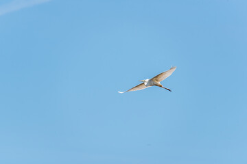 Fototapeta na wymiar Great White Egret Flying over a Wetland in Latvia