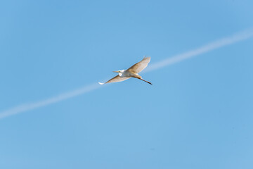 Great White Egret Flying over a Wetland in Latvia