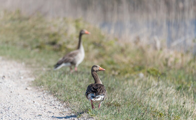 Grey Geese in a Wetland in Latvia in Spring