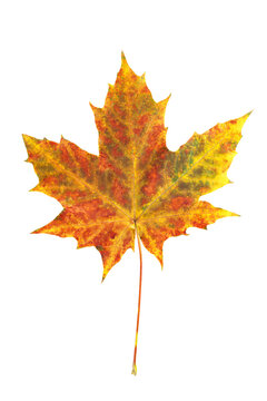 Vertical colorful image of autumn maple leaf isolated at white background.