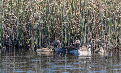 Grey Geese in a Wetland in Latvia in Spring