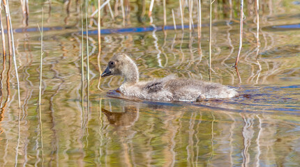Grey Geese in a Wetland in Latvia in Spring