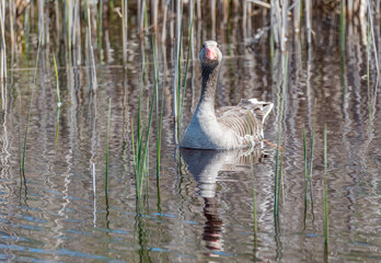 Grey Geese in a Wetland in Latvia in Spring