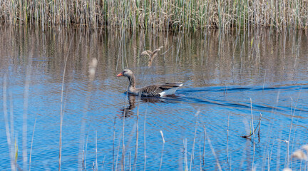 Grey Geese in a Wetland in Latvia in Spring