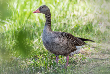 Fototapeta premium Grey Geese in a Wetland in Latvia in Spring