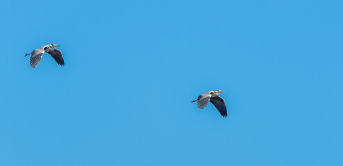 Grey Heron Flying in a Clear Blue Sky