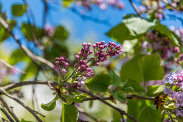 Lilacs Blooming in Spring in Northern Europe