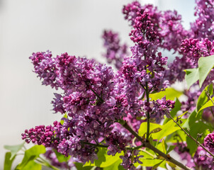 Obraz premium Lilacs Blooming in Spring in Northern Europe