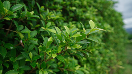 Tree wall.Green leaves wall background