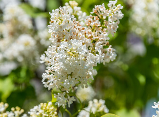 Lilacs Blooming in Spring in Northern Europe