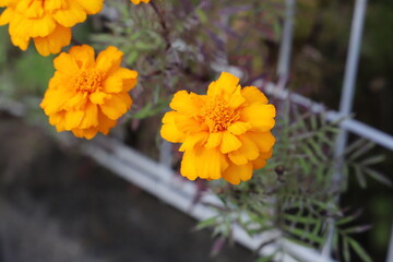 秋の花壇に咲くマリーゴールドのオレンジ色の花