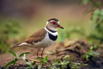 The three-banded plover, or three-banded sandplover (Charadrius tricollaris) standing on the shore. Brown and white water bird with a red eye in the greenery.