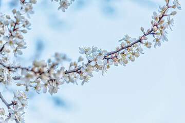 White Spring Plum Tree Blossoms