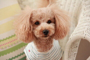 イスに座ったトイプードル