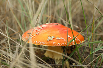 Fresh fly agaric mushroom in forest grass