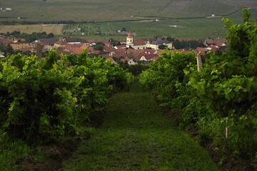 View of the church from the vineyard