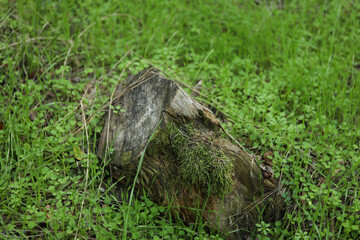 Old stump in fresh green forest grass