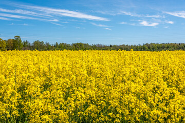 Fototapeta premium Field of Yellow Rap Seed Flowers on a Sunny Day