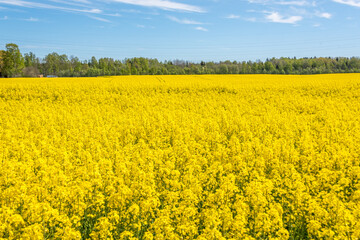 Obraz premium Field of Yellow Rap Seed Flowers on a Sunny Day