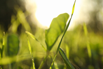 Fresh green grass in sunny day with sunlight