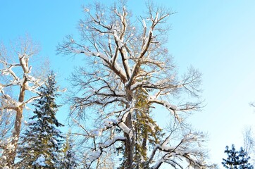 Winter landscape in a taiga forest with deep snowdrifts, clear sky, snow-covered tree branches.