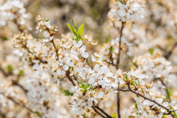 White Plum Tree Blossoms in Spring