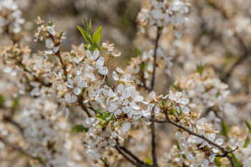 White Plum Tree Blossoms in Spring