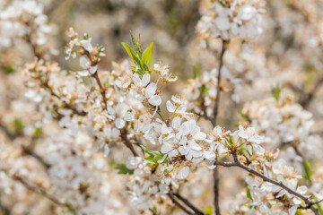White Plum Tree Blossoms in Spring