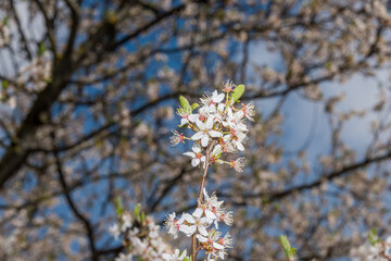 White Plum Tree Blossoms in Spring