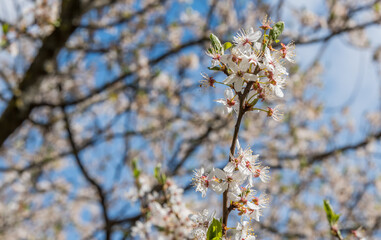 White Plum Tree Blossoms in Spring