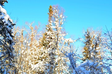 Winter landscape in a taiga forest with deep snowdrifts, clear sky, snow-covered tree branches.