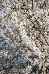 White Plum Tree Blossoms in Spring