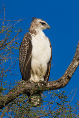 Juvenile martial eagle (Polemaetus bellicosus) perched in a tree with a bright blue sky background in Kruger National Park, South Africa