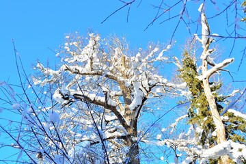 Winter landscape in a taiga forest with deep snowdrifts, clear sky, snow-covered tree branches.