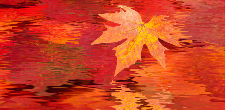 Fallen red and yellow leaves in autumn forest - Autumn forest landscape reflection on the water 