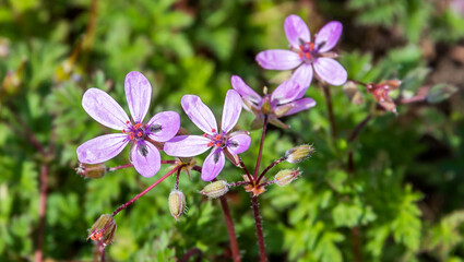 Closeup of New Pink Wildflowers in Spring