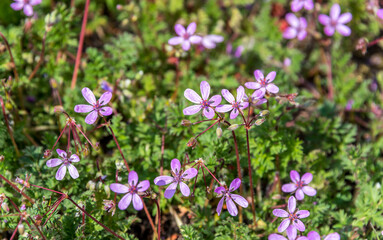 Closeup of New Pink Wildflowers in Spring