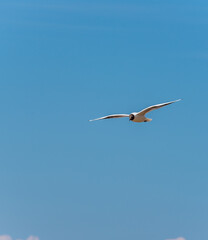 Black Headed Seagull Flying over the Baltic Sea Coast