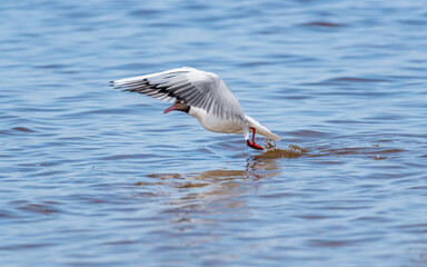 Black Headed Seagull Taking off from the Baltic Sea