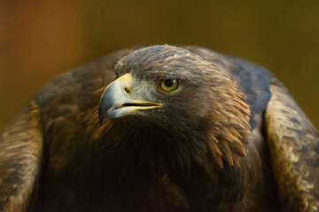 Golden Eagle close up of face