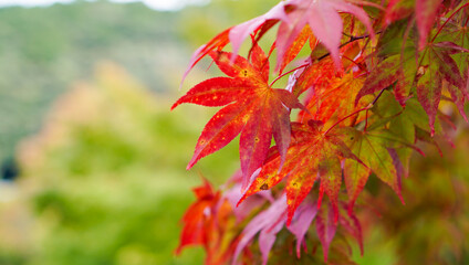 秋に差し掛かった紅葉