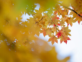 秋になって色づき馴染めたカエデの葉