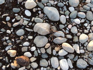 Large and small stones moss north