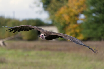 Fototapeta premium Hooded vulture in flight close up