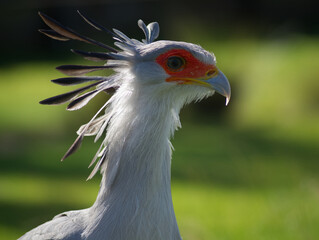 secretary bird close up of face