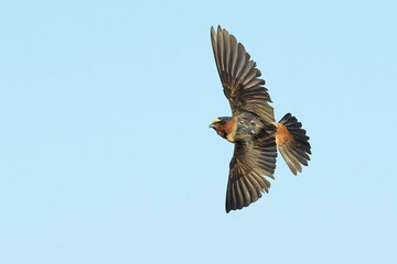 American Cliff Swallow, Petrochelidon pyrrhonota