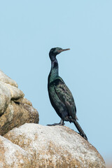 Pelagic Cormorant, Phalacrocorax pelagicus
