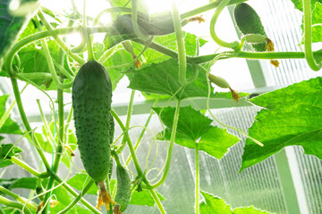 Young fresh cucumbers on a branch. Growing cucumbers