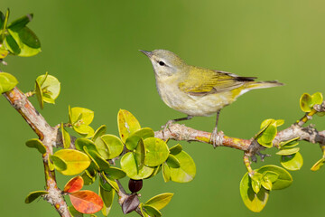 Tennessee Warbler, Leiothlypis peregrina